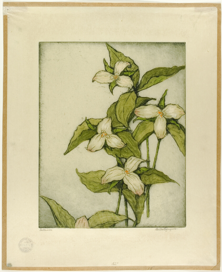 Trillium