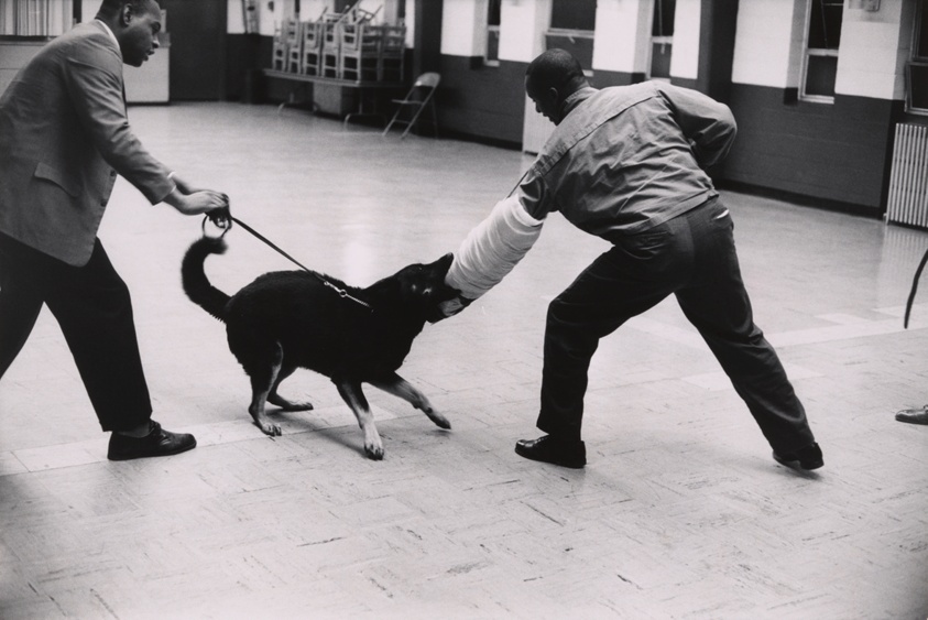 Muslim Training against Police Dogs, Chicago, Illinois, from the series "Chicago Muslim Story" (1963)
