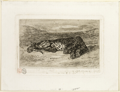 Tiger Resting in the Desert