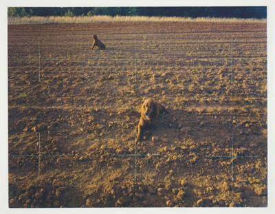 Red Setters in Red Field, Charlotte, North Carolina
