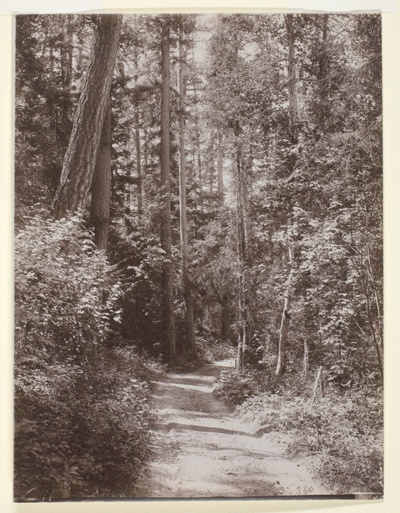 Landscape, Forest Trail