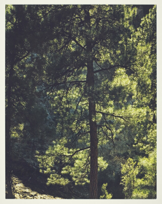 Ponderosa Pine, New Mexico