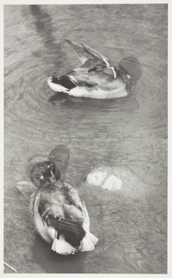 Ducks Cleaning, Chicago
