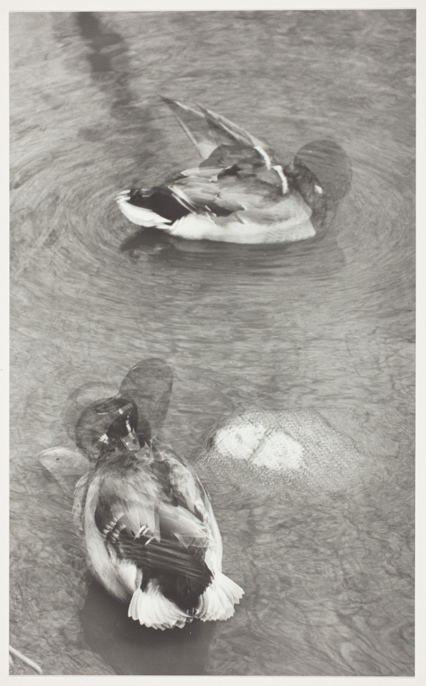 Ducks Cleaning, Chicago