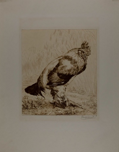 The Old Cock