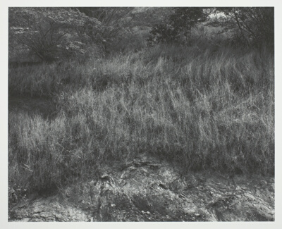 England, Wavey Grass
