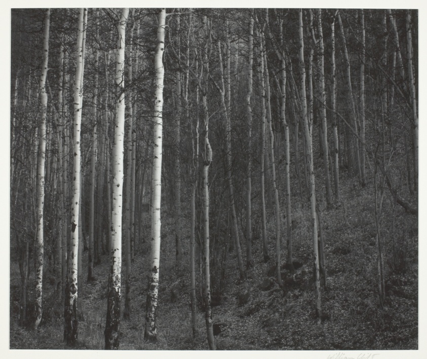 Aspens, Hyde Park