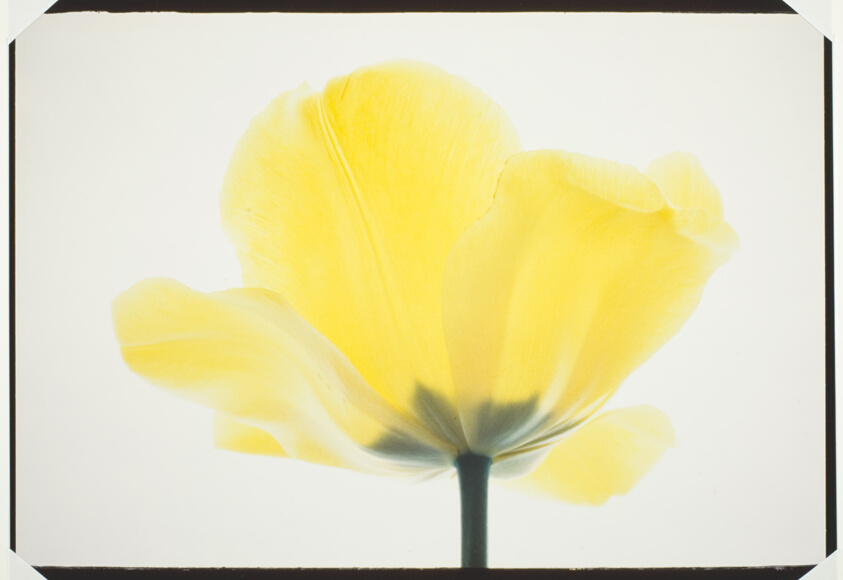 Tulips - Yellow #3