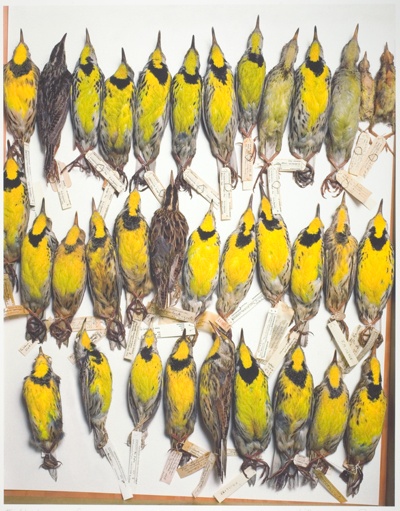 Field Museum, Drawer of Eastern Meadowlarks, Various Dates
