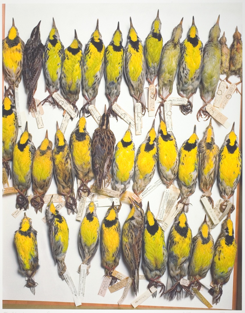 Field Museum, Drawer of Eastern Meadowlarks, Various Dates