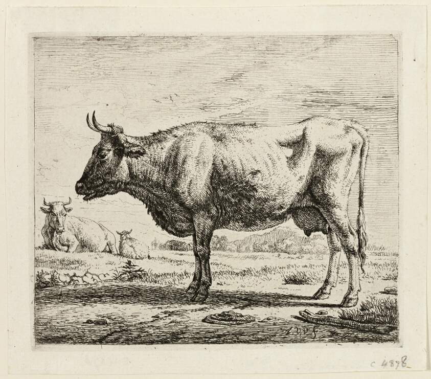 Two Cows and a Sheep