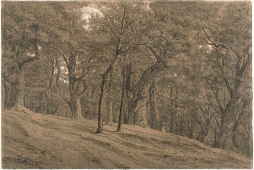 In the Forest of Fontainbleau