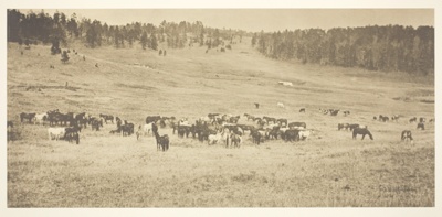 Horses in Mountain Meadow