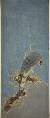 Falcon Perched on a Tree