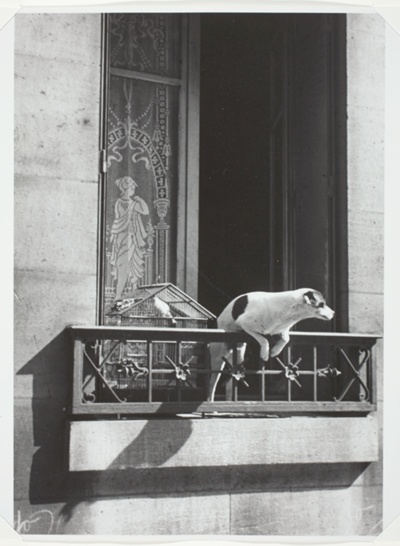 Paris, The Concierge's Dog
