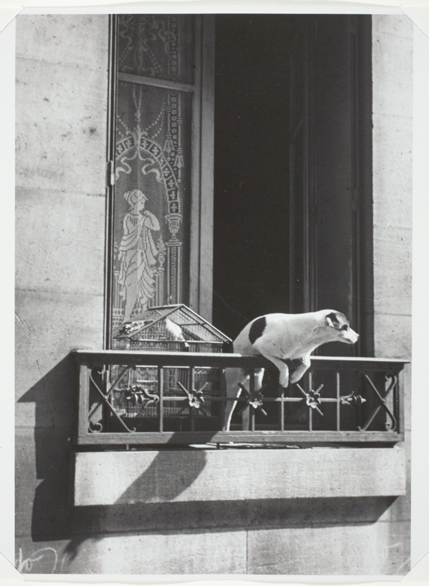Paris, The Concierge's Dog