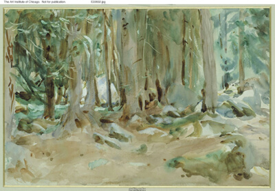 Forest Scene