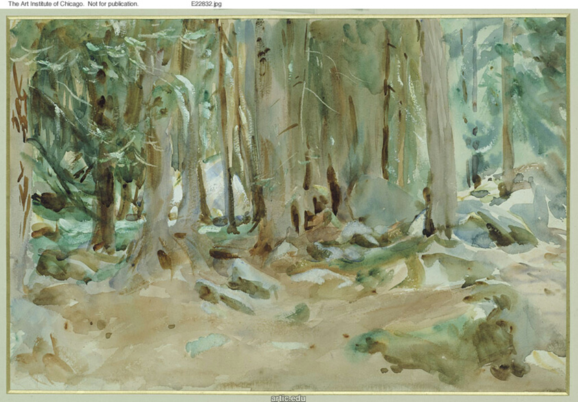 Forest Scene