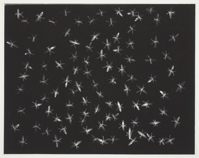 Mosquito Field