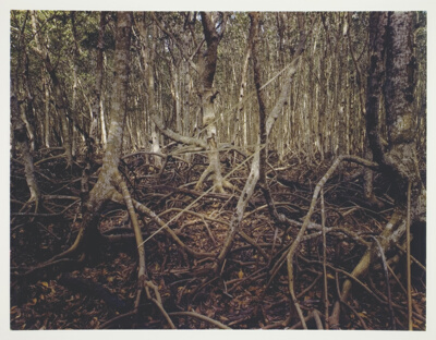 Mangrove Swamp Lightning, Matheson Hammock, Florida