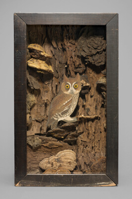 Untitled (Large Owl)