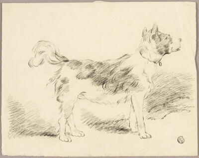 Shepherd Dog