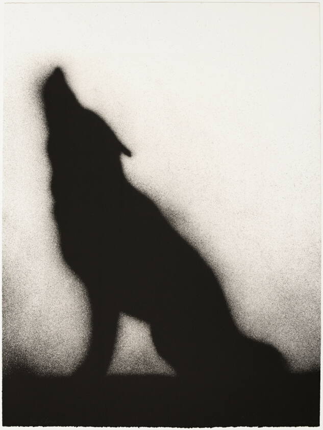 Coyote
