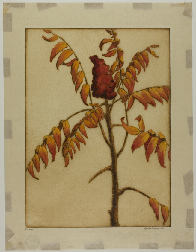 Sumac
