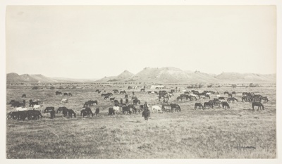 Evening at the Roundup