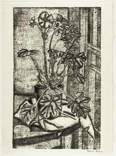 Primula