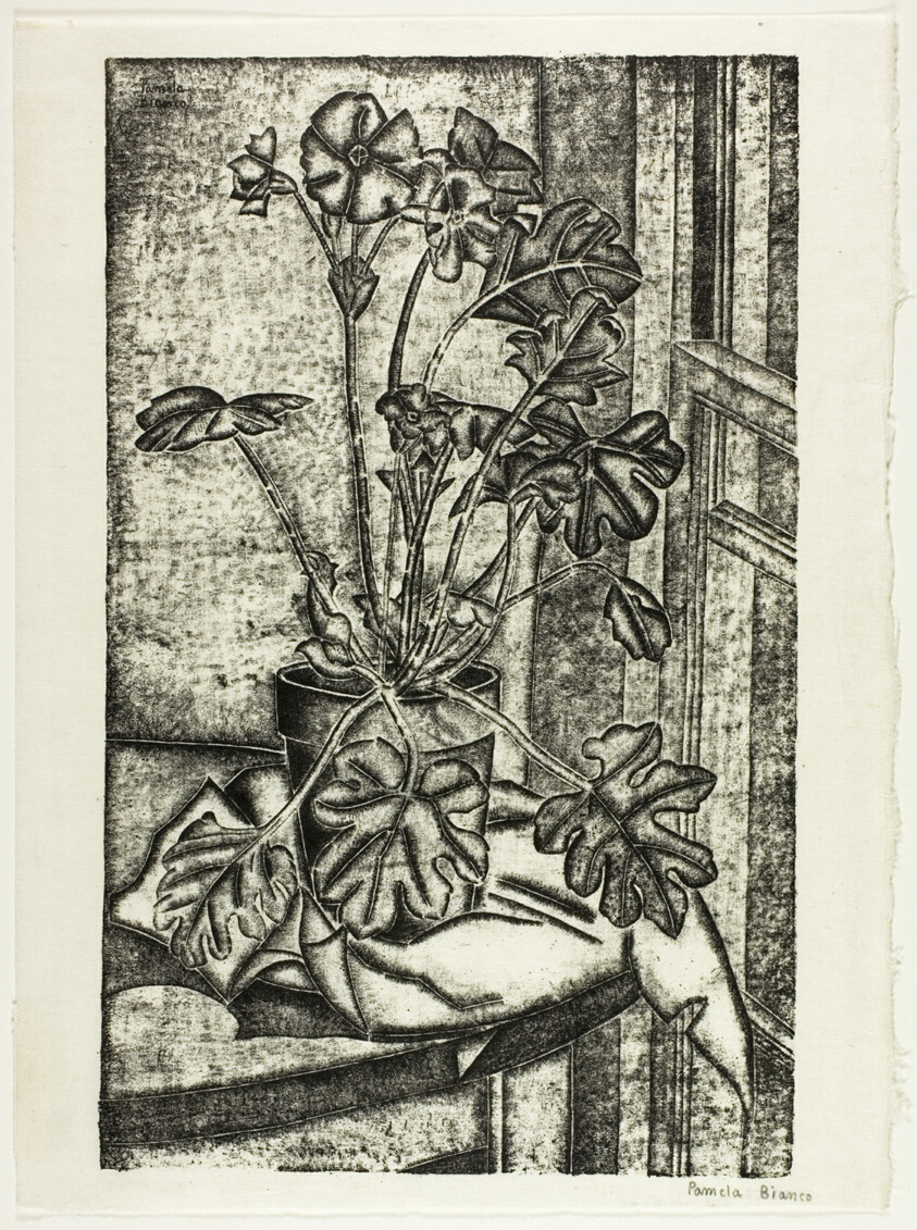 Primula
