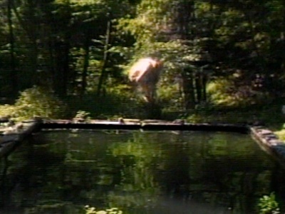 The Reflecting Pool: Collected Works