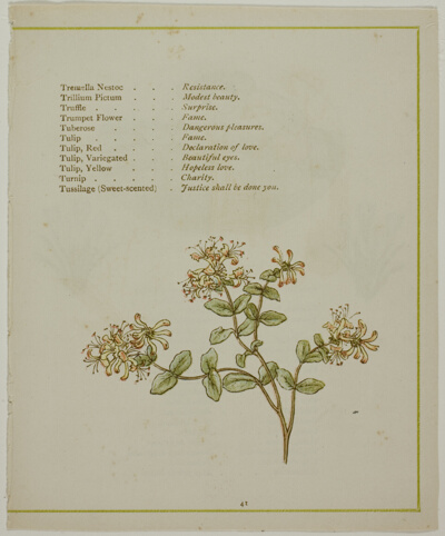 Valerian Through Volkamenia, from The Illuminated Language of Flowers