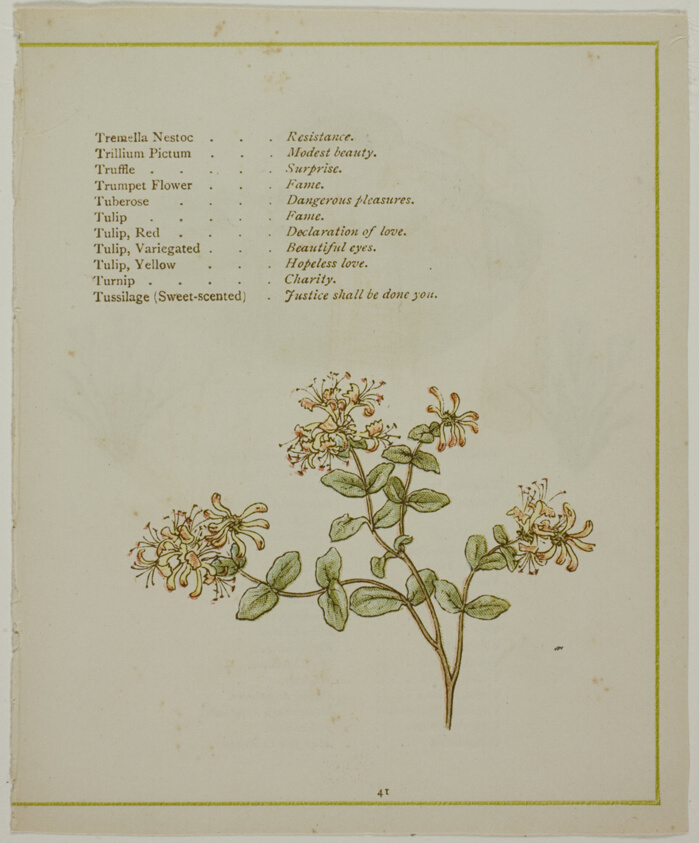 Valerian Through Volkamenia, from The Illuminated Language of Flowers