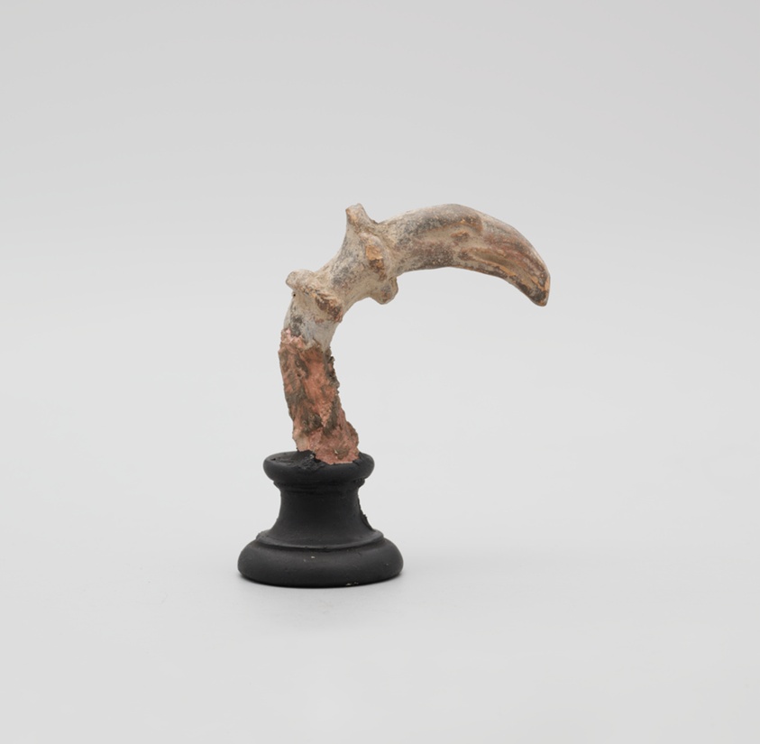 Fragment of a Bird Head