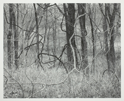 Kentucky, Trees and Vines