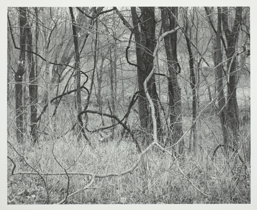 Kentucky, Trees and Vines