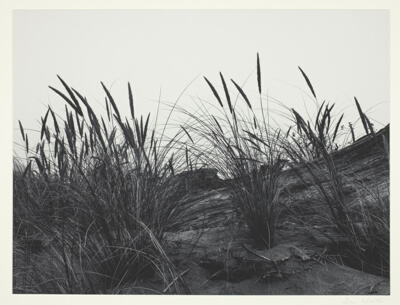 Dune Grass, Mendocino