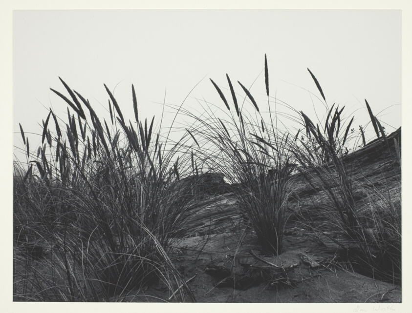 Dune Grass, Mendocino