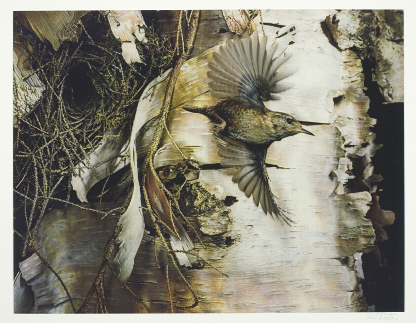 Winter Wren, Great Spruce Head Island, Maine