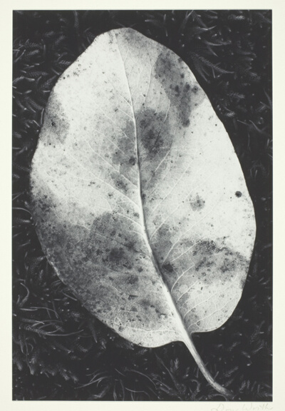 Leaf, Mount Tamalpais