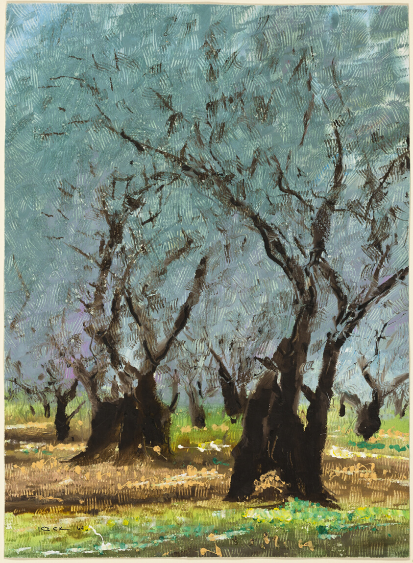 Olive Trees Greece, Delphi