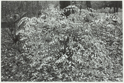 Kerria Japonica Shrub, New City, New York