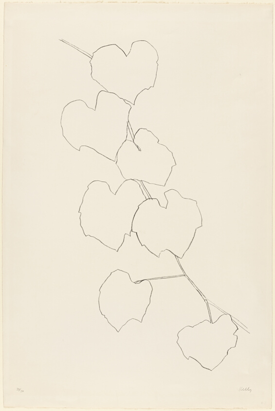 Grape Leaves II