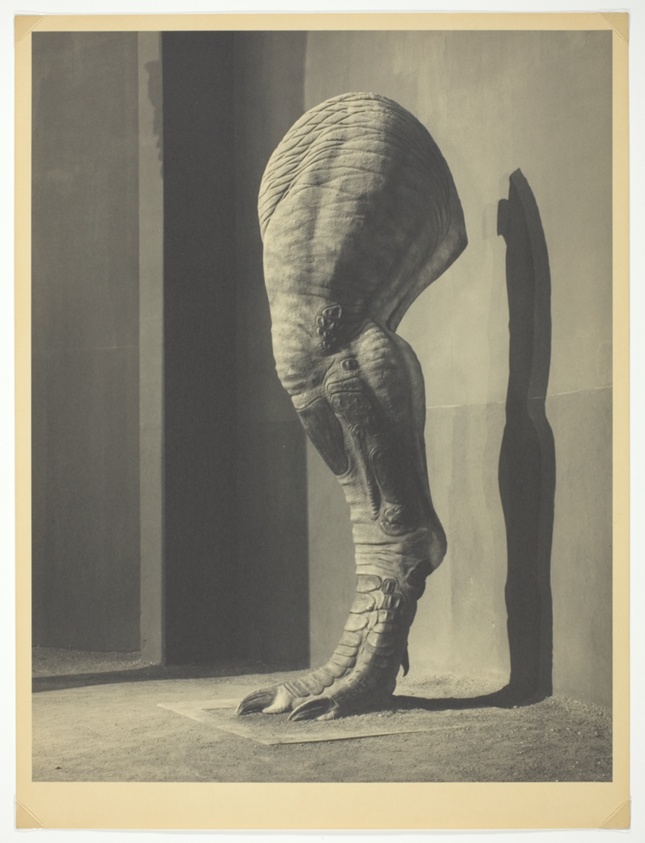 Tyrannosaurus's Leg