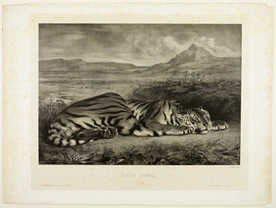 Bengal Tiger