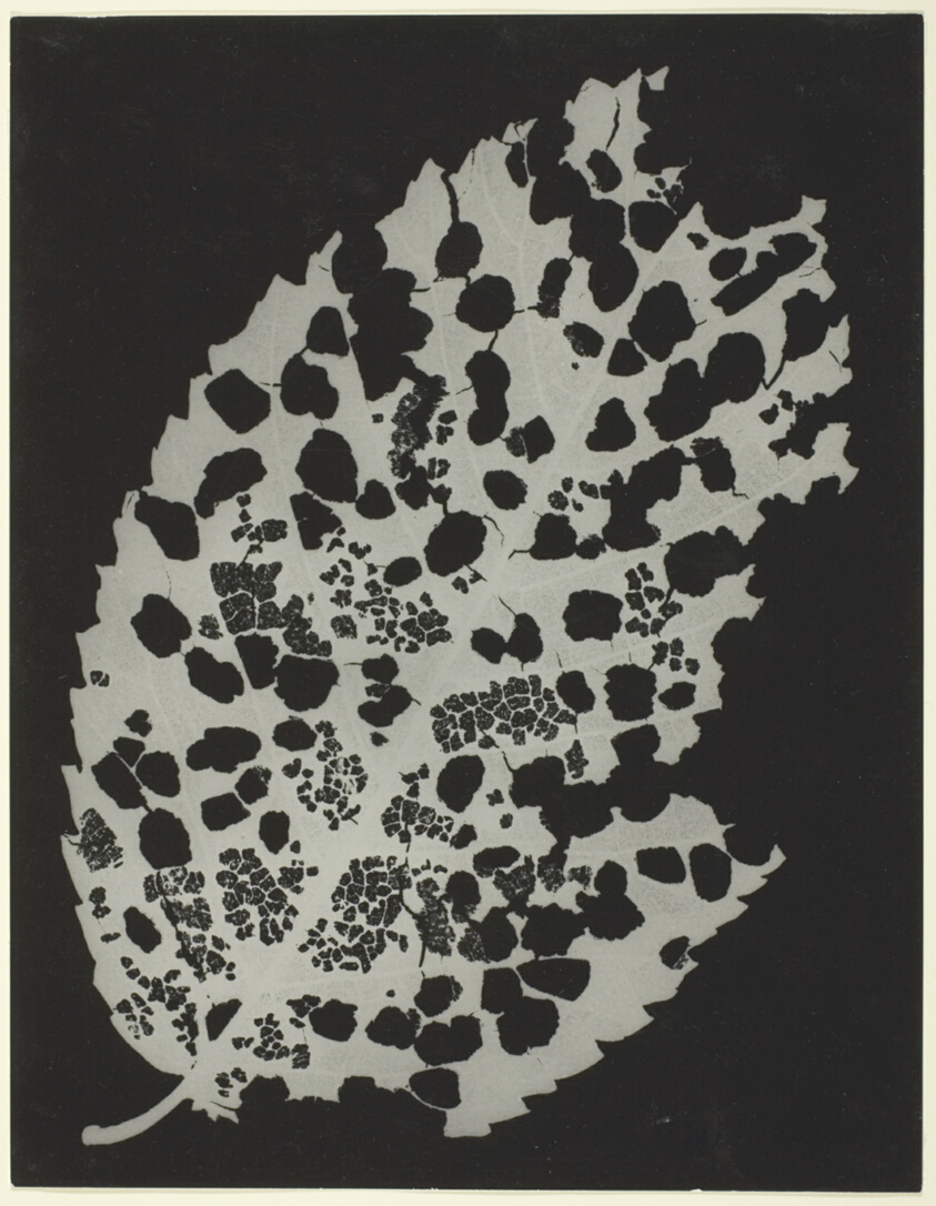 Dead Leaf