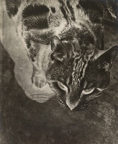 Negative Cat