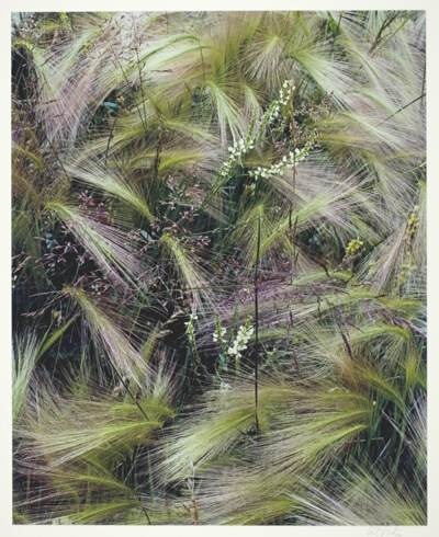 Foxtail Grass, Lake City, Colorado