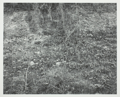 Mexico, Vines and Rocks